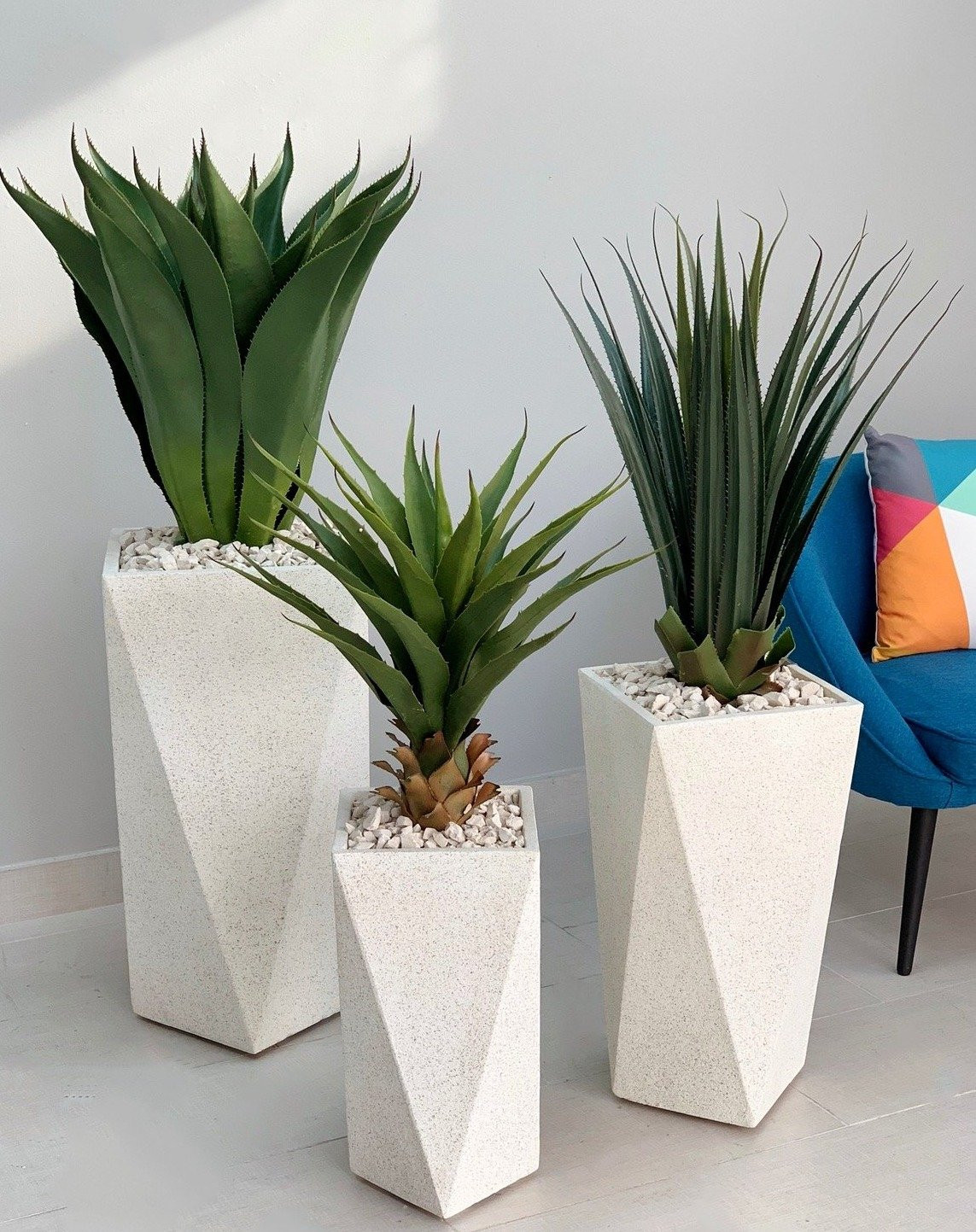 Derniers blogs de l'entreprise sur L'esthétique des plantes  New Darling