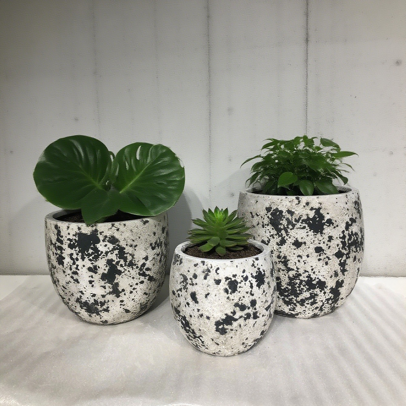 Derniers blogs de l'entreprise sur Pots de fleurs en ciment | Plantez « Fragments de galaxie » dans la vie
