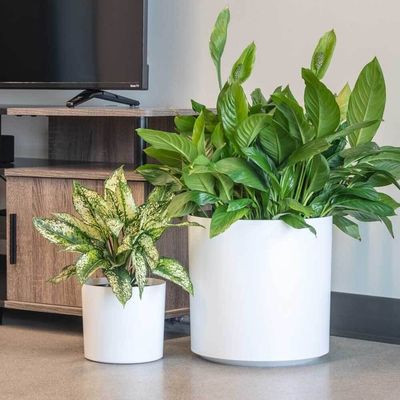 acheter Des pots de plantes à fleurs en fibre de verre personnalisés pour les plantes d'intérieur online manufacture