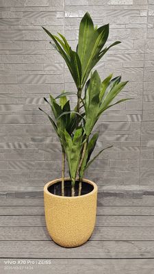 acheter Motifs de peau de melon miel jaune pour jardinière ronde en fibre d'argile, projet d'aménagement paysager online manufacture