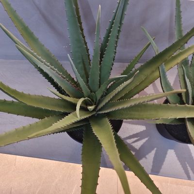 Plante d'aloès en plastique réaliste Intérieur Extérieur Artificiel Aloès Vera Faux Décoration verdoyante