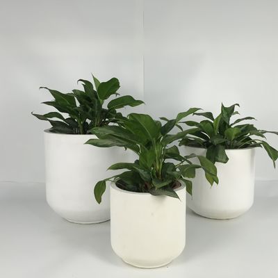 Planteurs de béton légers pour jardinage pour la décoration intérieure et extérieure